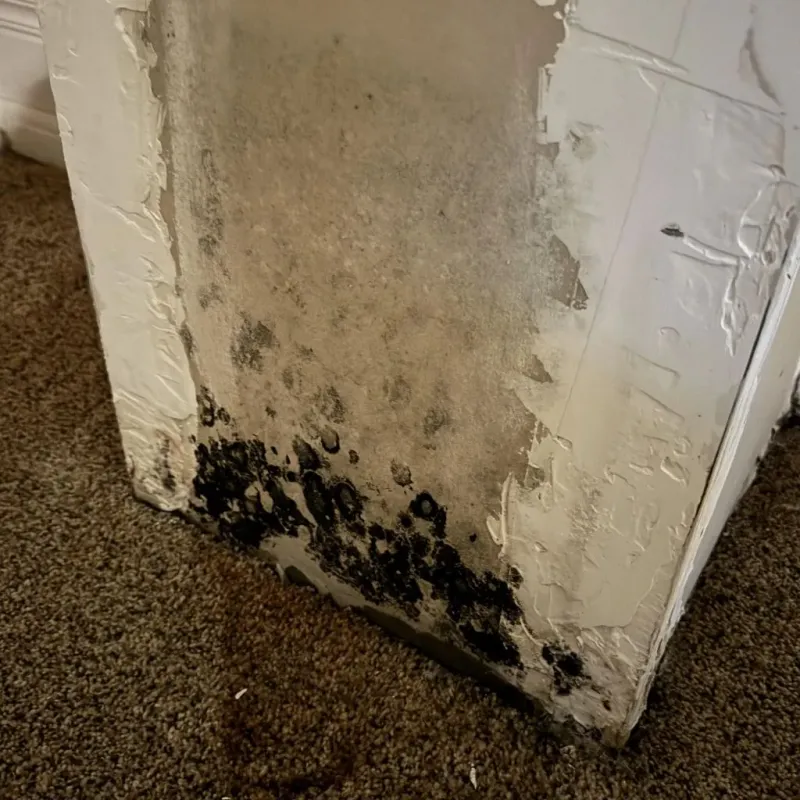 Professional Mold Removal in Woodbury, MN